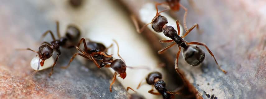 Ant Control Rural locality