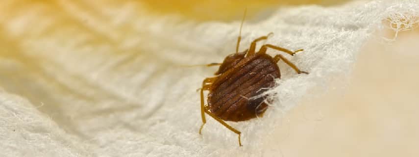 Bed Bug Control Romsey