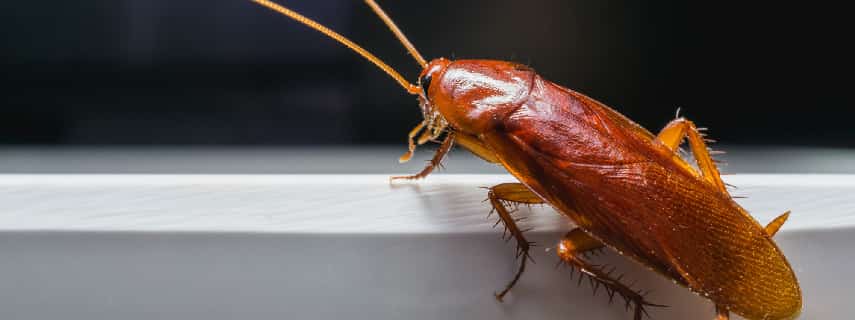 Cockroach Control Lysterfield