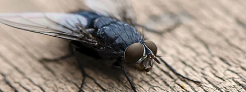 Flies Control Lancefield