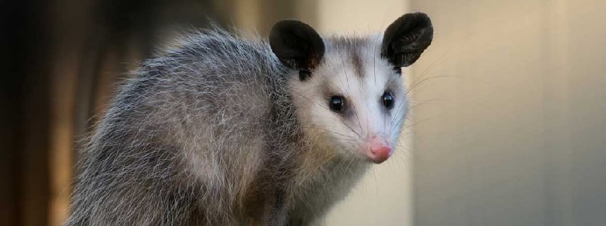 Possum Removal Glenferrie