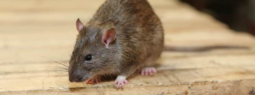 Rodent Control Narre Warren North