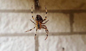 Spider Control Melbourne