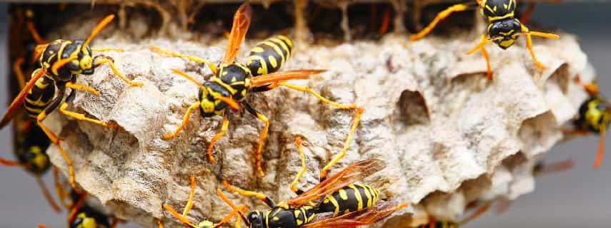 Wasp Removal Croydon