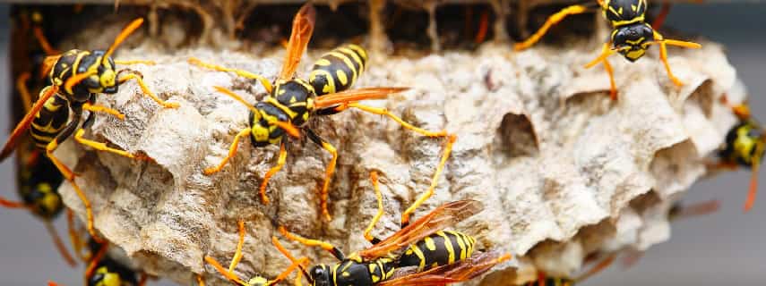 Wasp Removal Melbourne