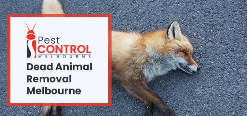 Dead Animal Removal Melbourne 