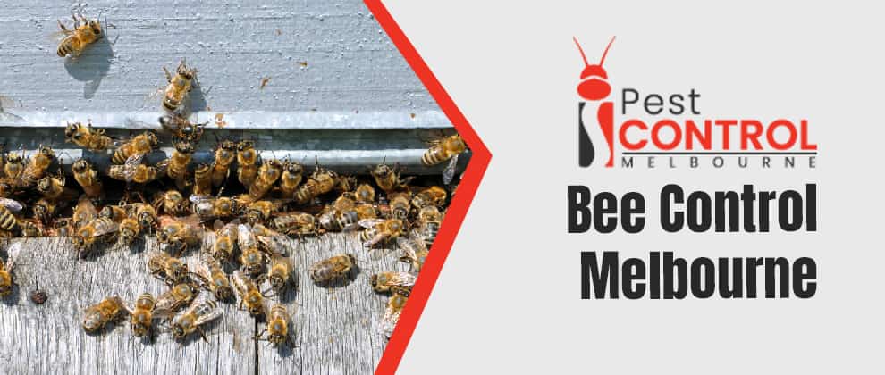 Bee Control In Melbourne